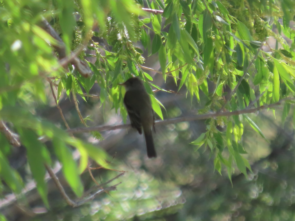 Alder/Willow Flycatcher (Traill's Flycatcher) - ML619942336