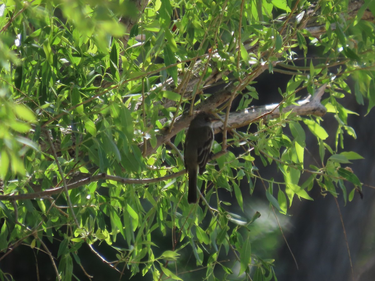 Alder/Willow Flycatcher (Traill's Flycatcher) - ML619942337