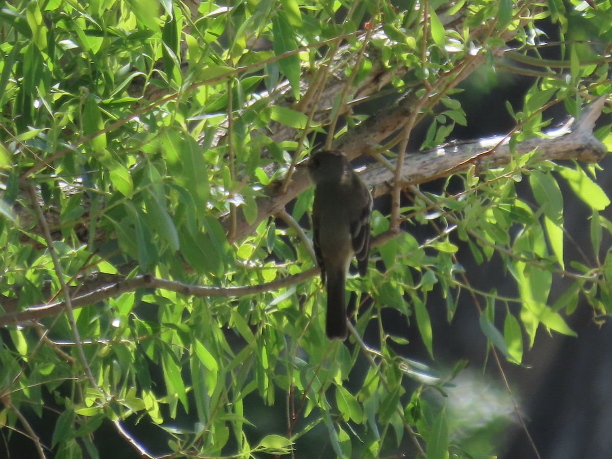 Alder/Willow Flycatcher (Traill's Flycatcher) - ML619942338