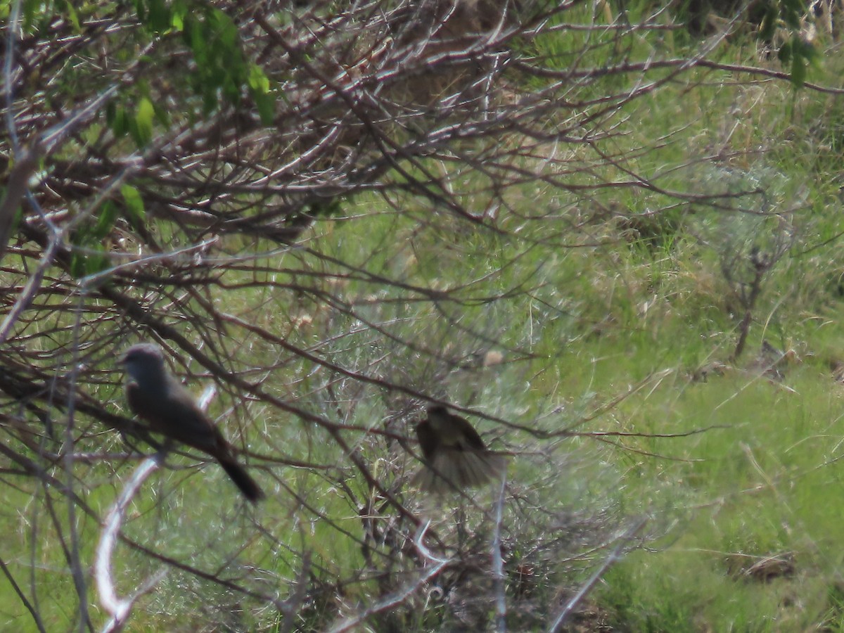 Alder/Willow Flycatcher (Traill's Flycatcher) - ML619942339