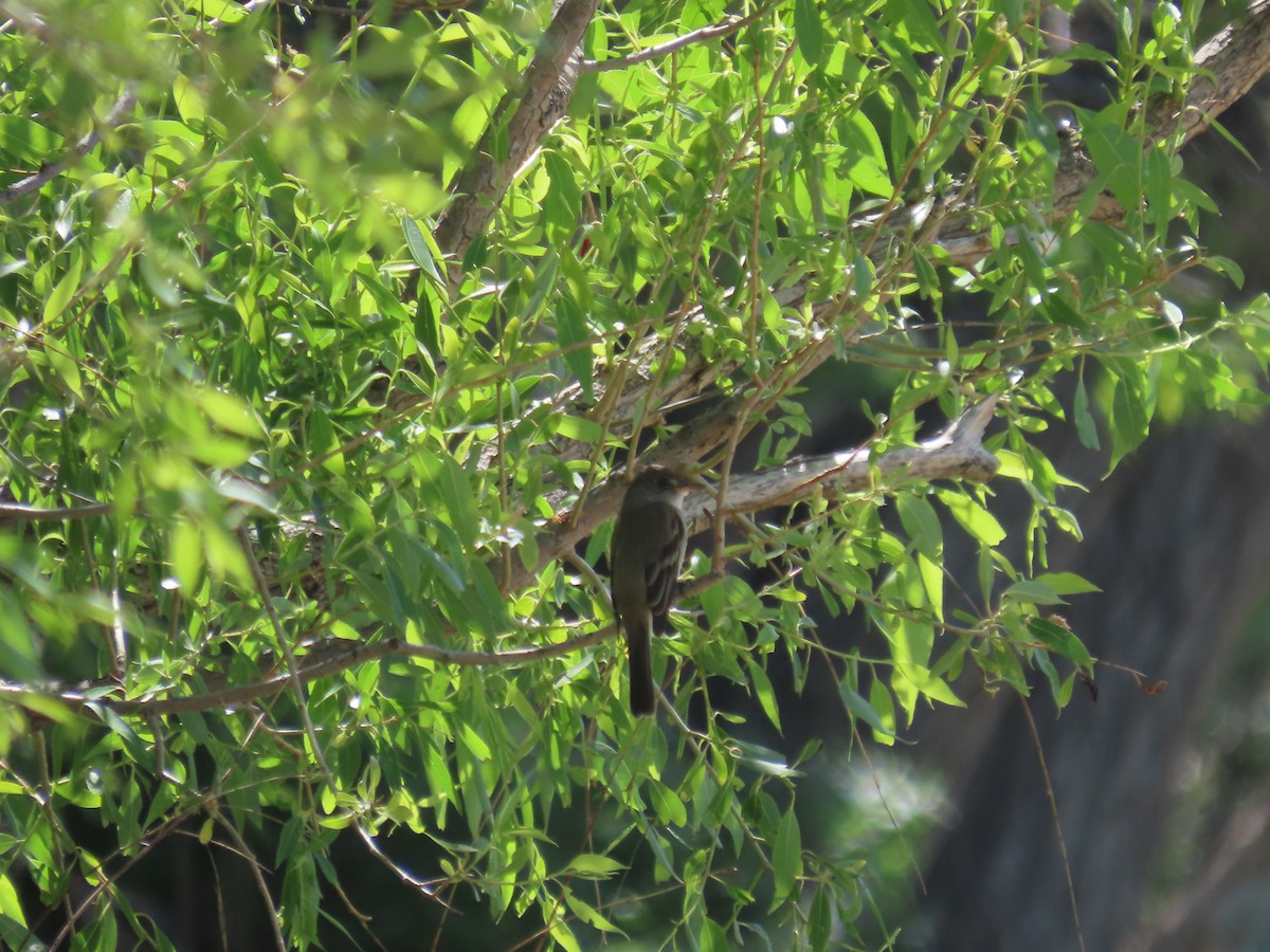 Alder/Willow Flycatcher (Traill's Flycatcher) - ML619942340