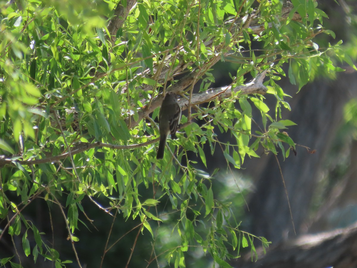 Alder/Willow Flycatcher (Traill's Flycatcher) - ML619942341