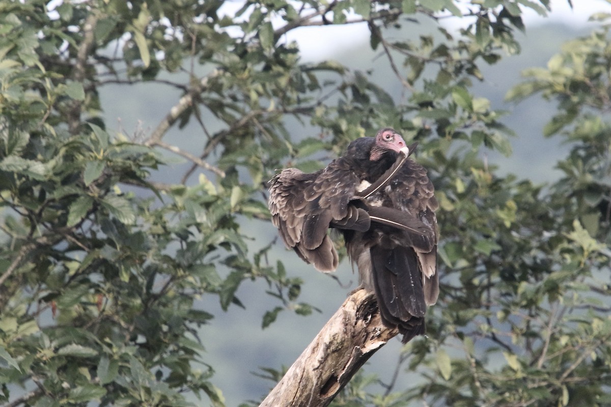 Turkey Vulture - ML619942355