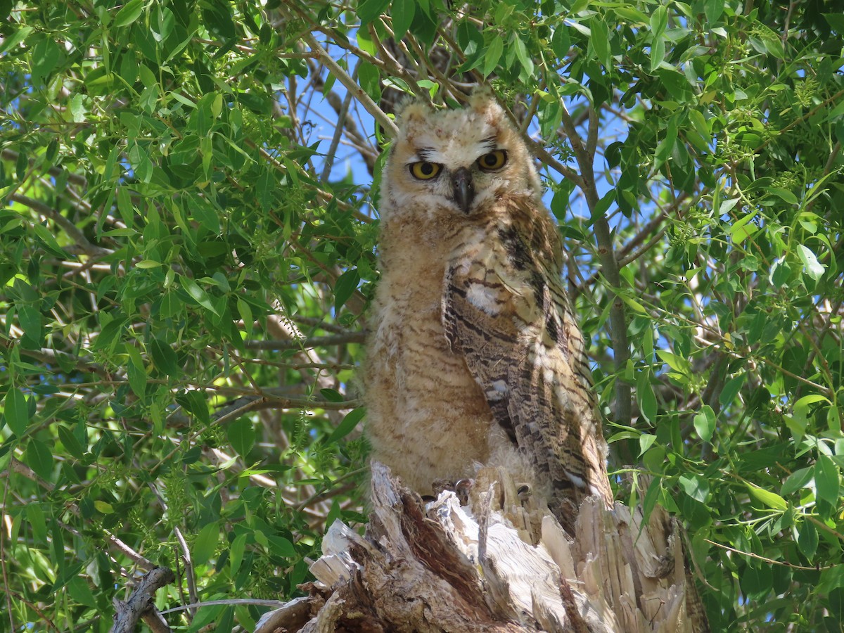 Great Horned Owl - ML619942374