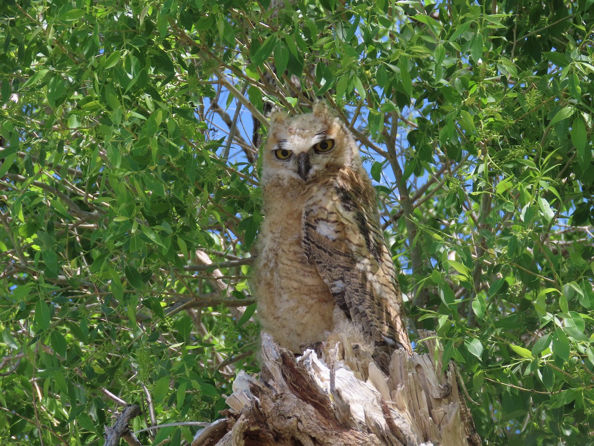 Great Horned Owl - ML619942375