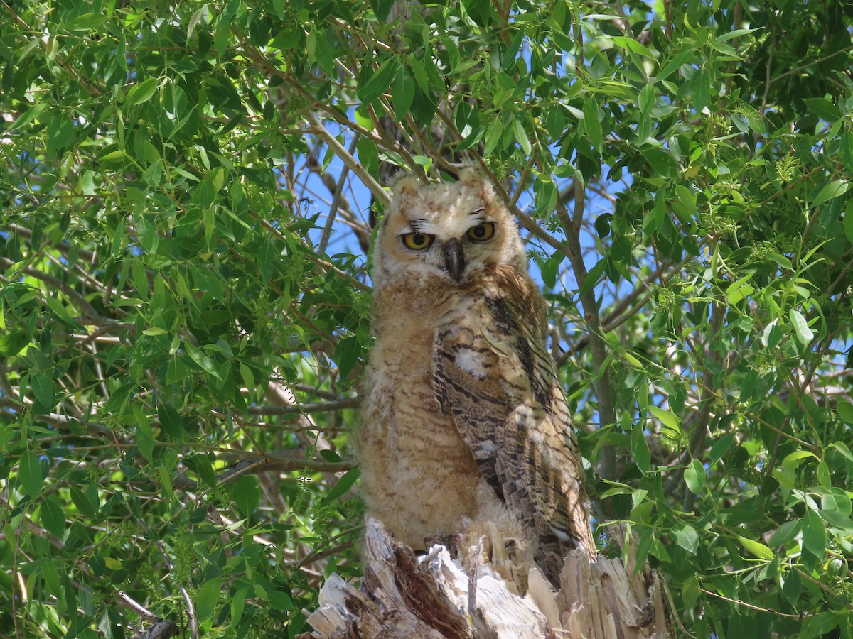 Great Horned Owl - ML619942376