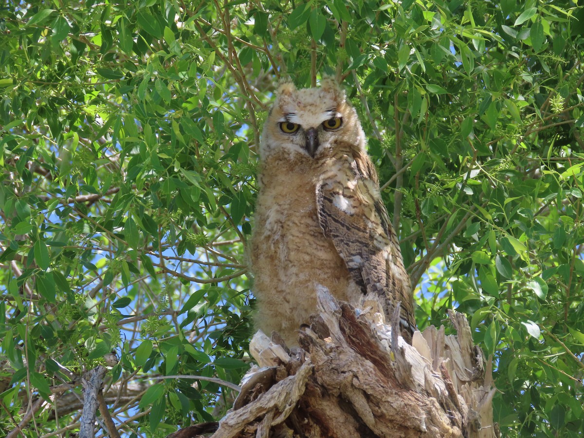 Great Horned Owl - ML619942377