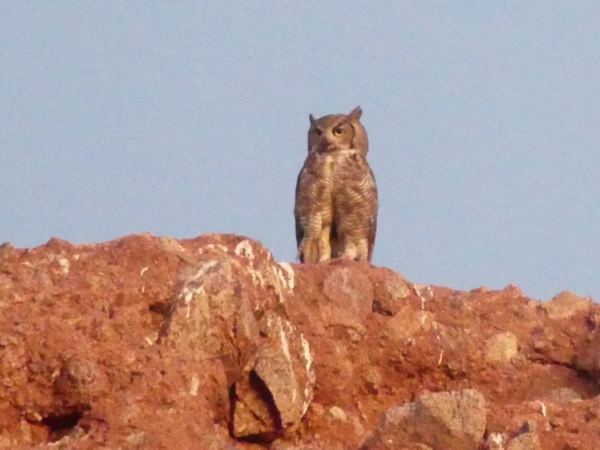 Great Horned Owl - ML619942385
