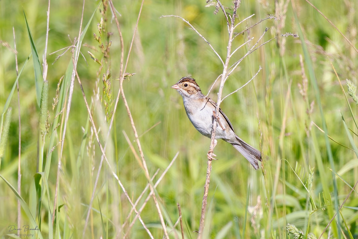 Clay-colored Sparrow - ML619942388