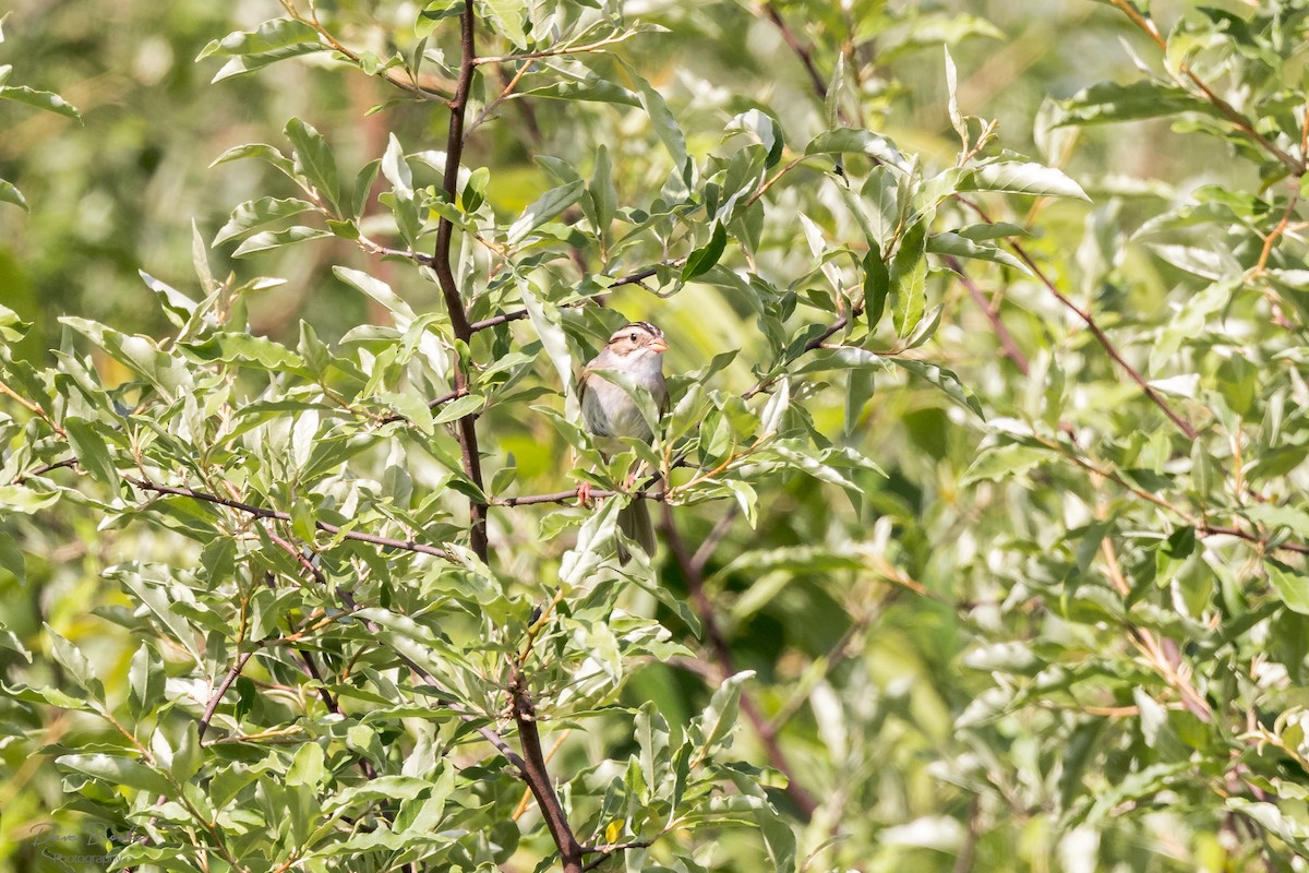Clay-colored Sparrow - ML619942389