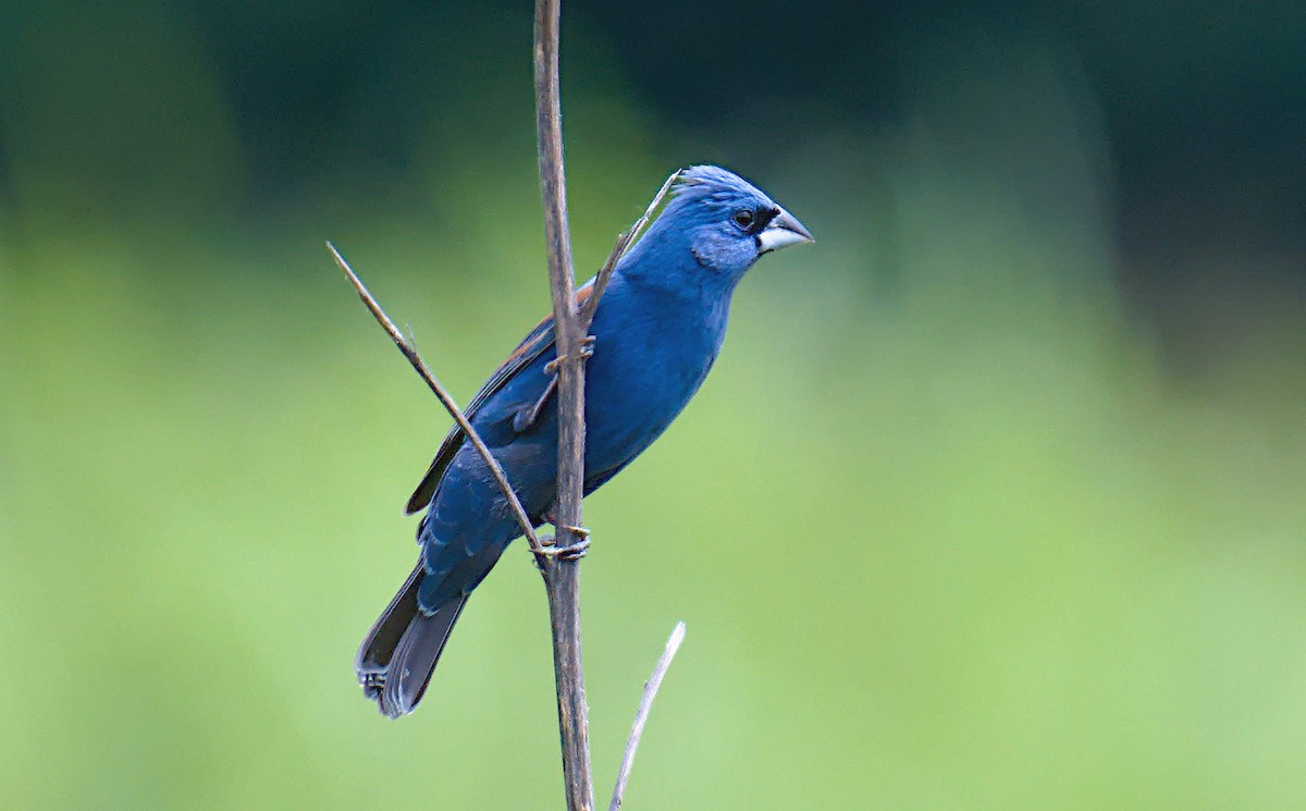 Blue Grosbeak - ML619942390