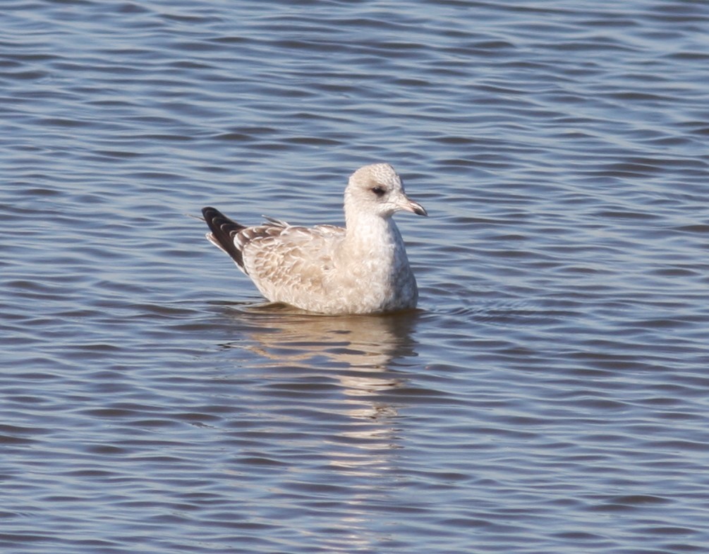 Short-billed Gull - ML619942392