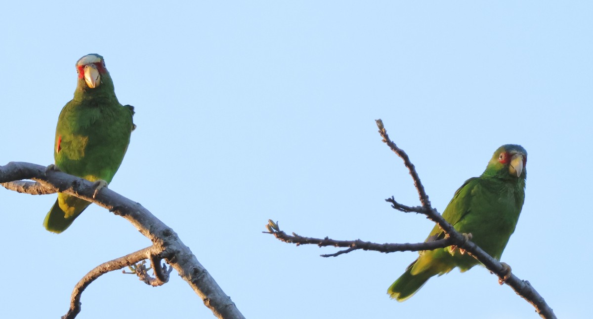 White-fronted Parrot - ML619942395