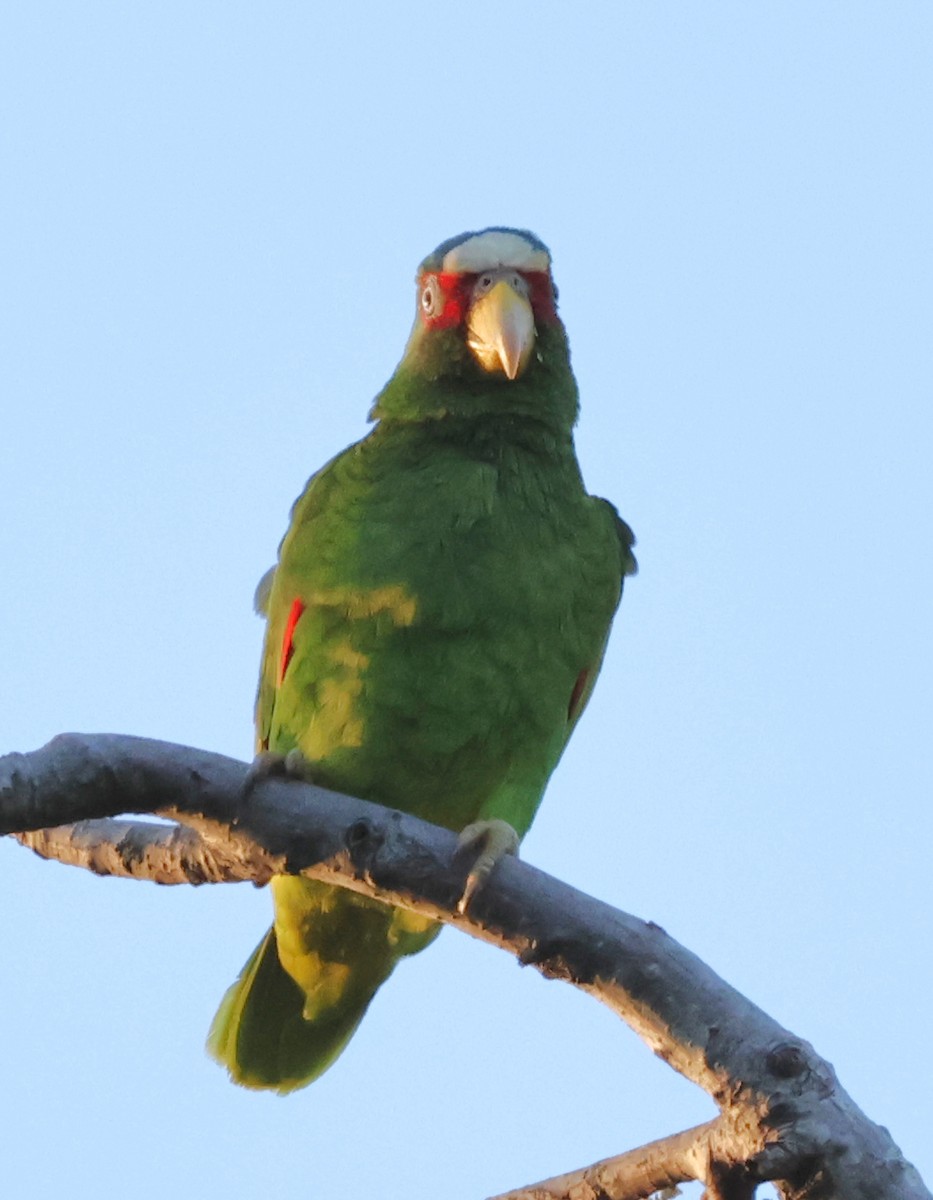 White-fronted Parrot - ML619942396