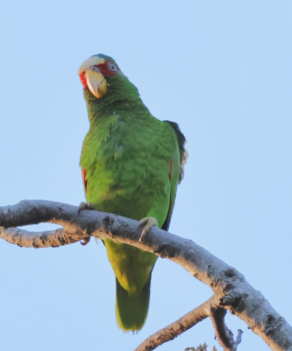 White-fronted Parrot - ML619942397