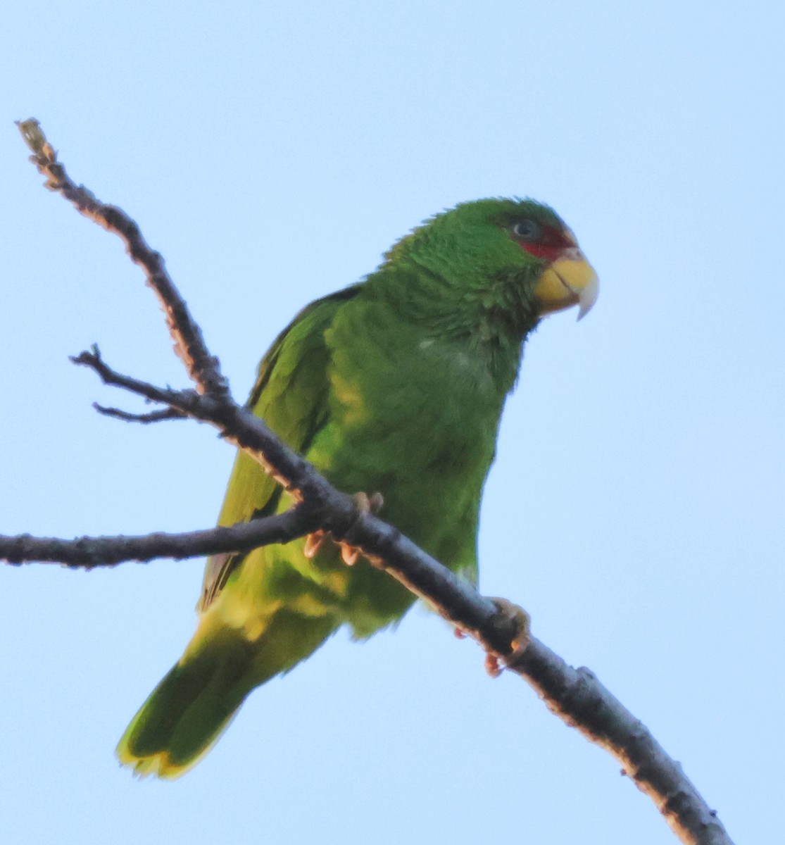 White-fronted Parrot - ML619942398