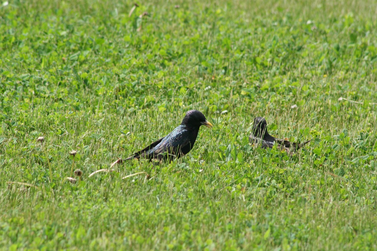 European Starling - ML619942401