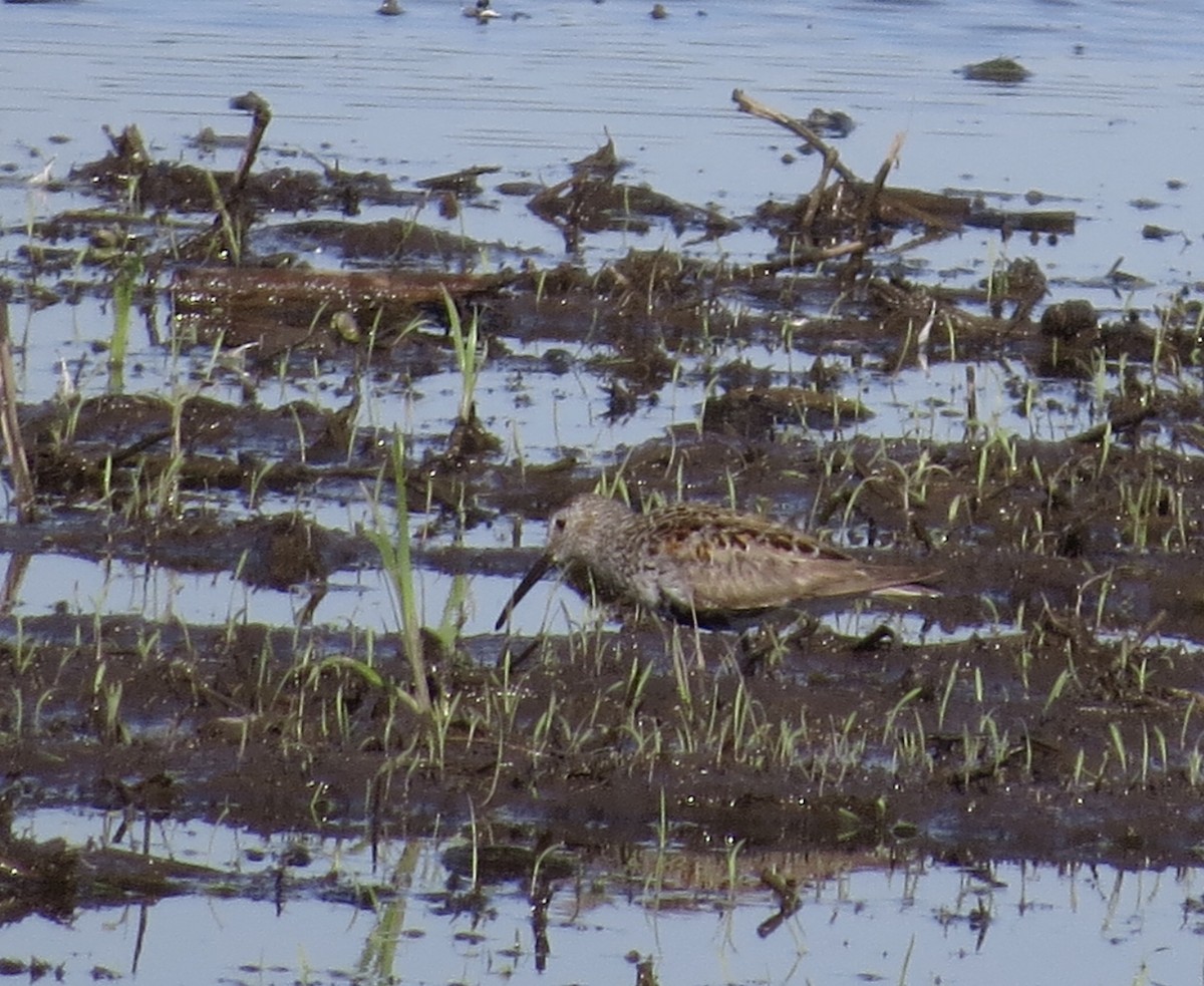 Dunlin - ML619942404