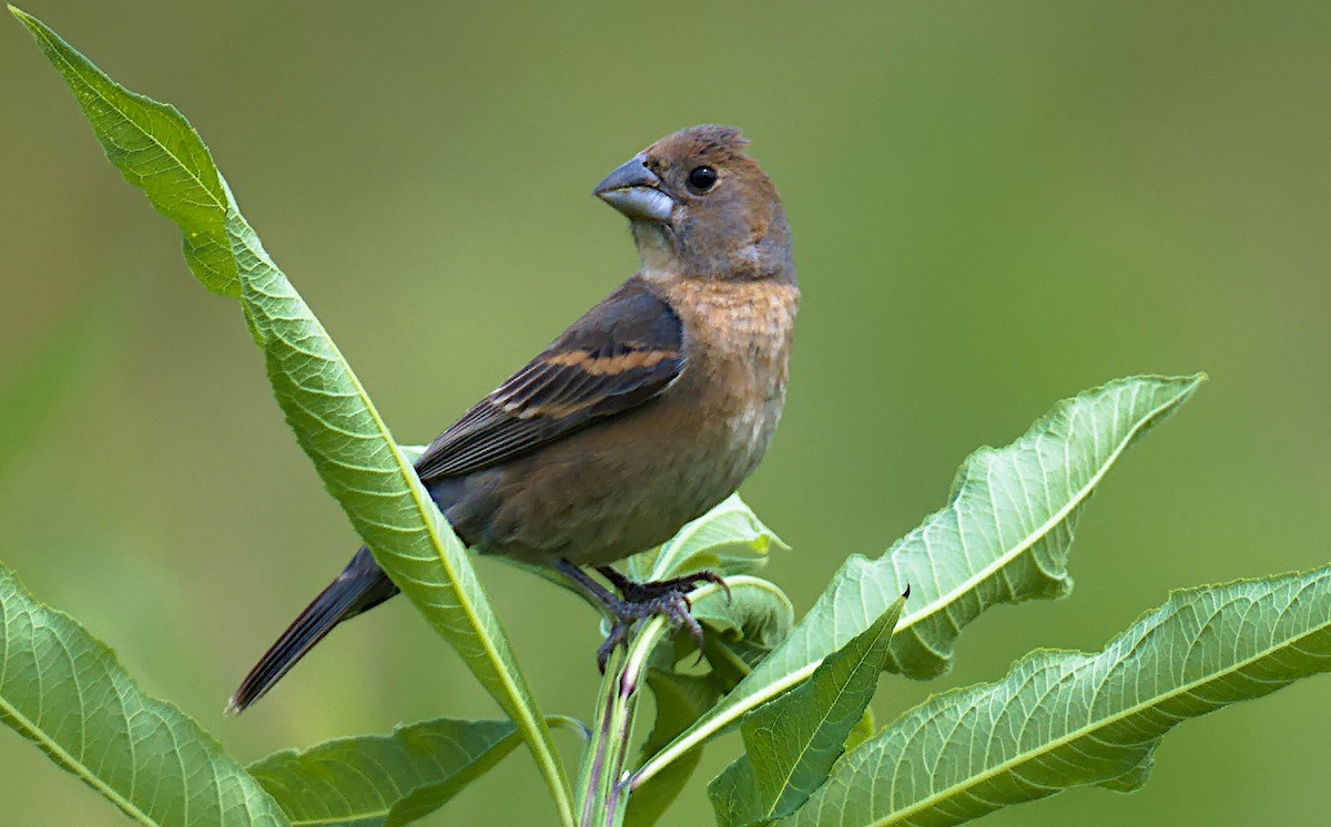 Blue Grosbeak - ML619942411