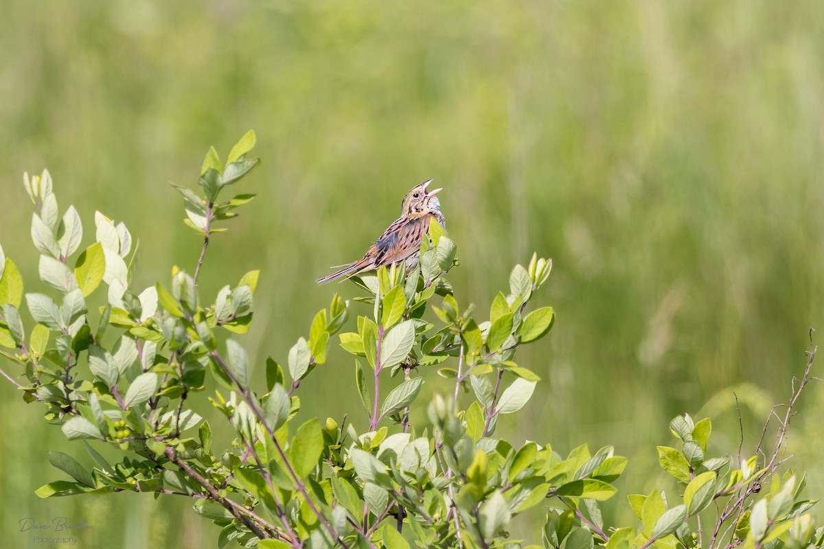 Henslow's Sparrow - ML619942427