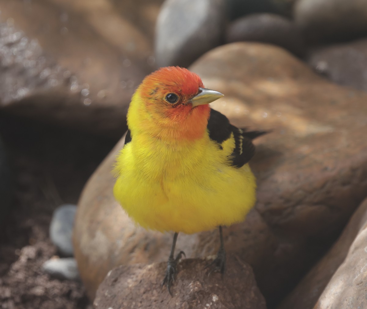 Western Tanager - ML619942432