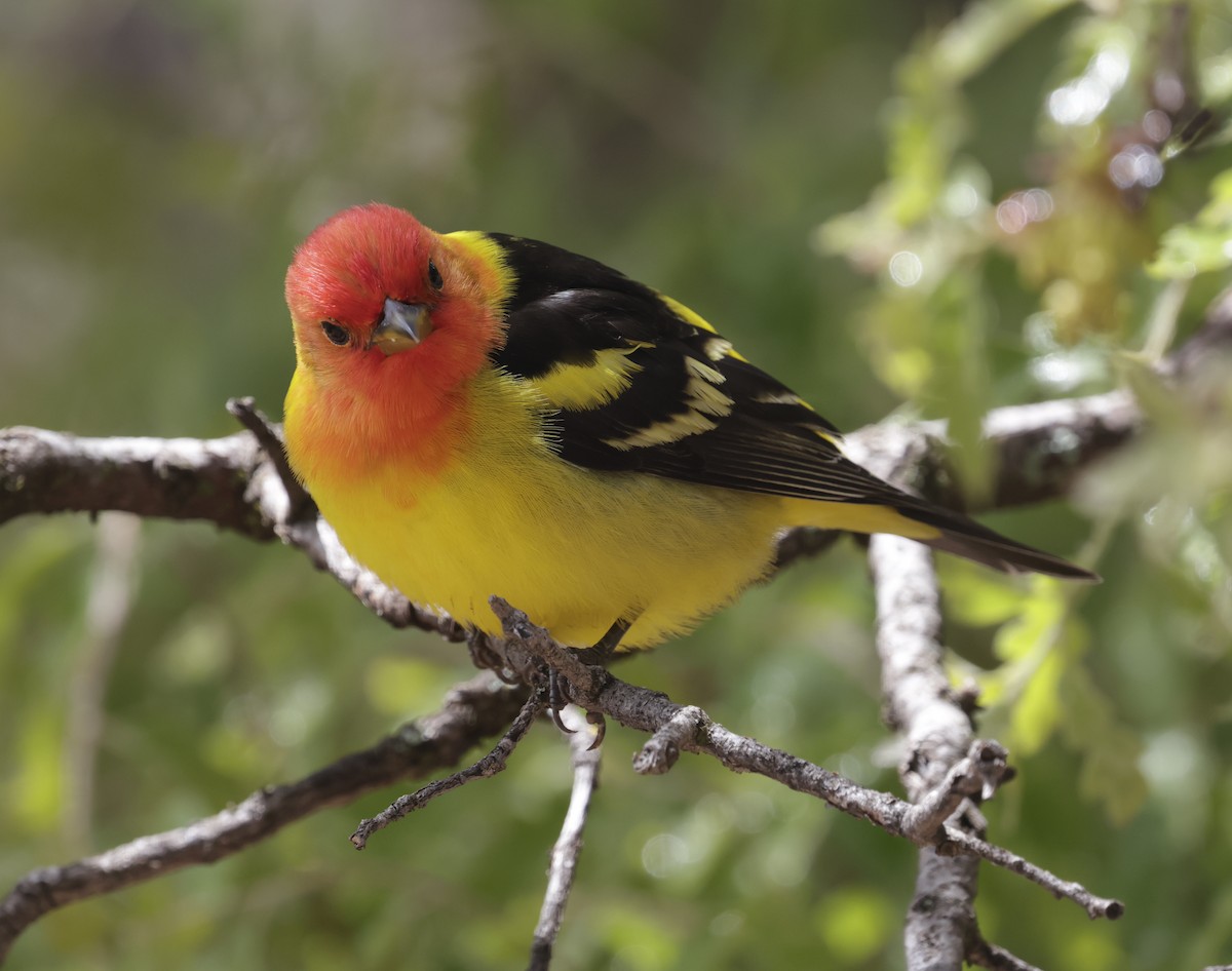 Western Tanager - Michael Harvey
