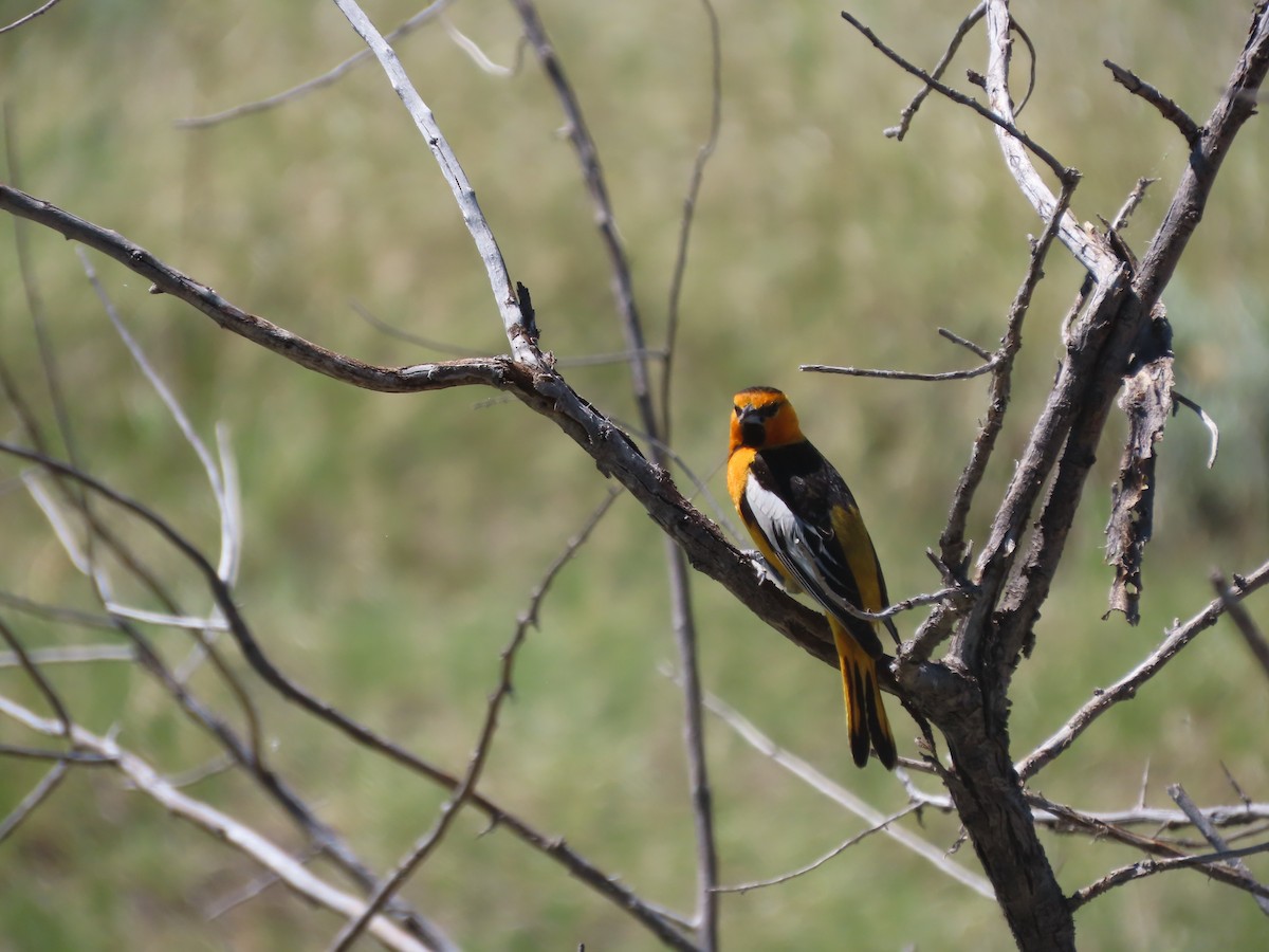 Bullock's Oriole - ML619942448