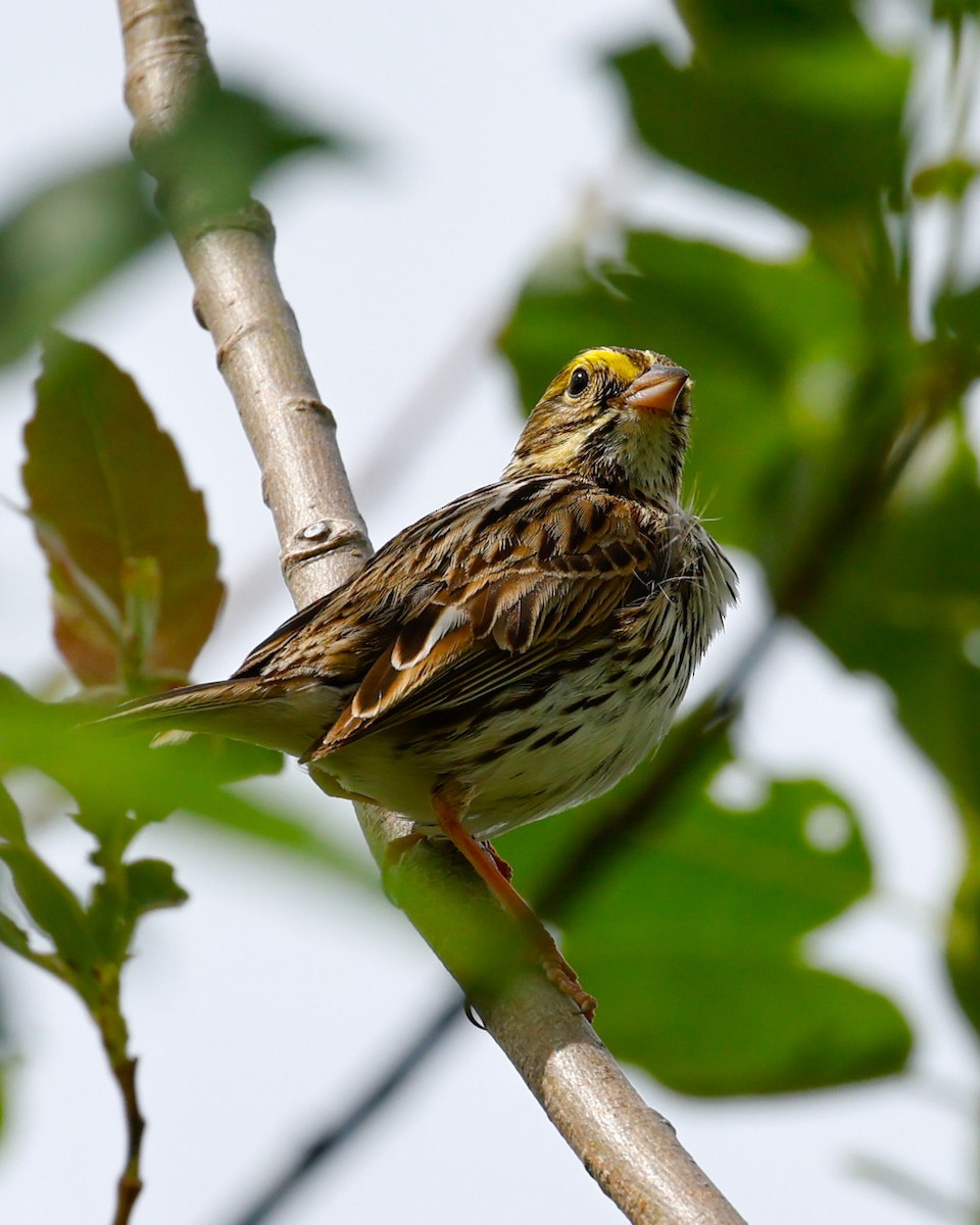 Savannah Sparrow - ML619942461