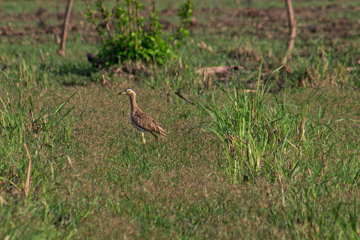 Double-striped Thick-knee - ML619942463