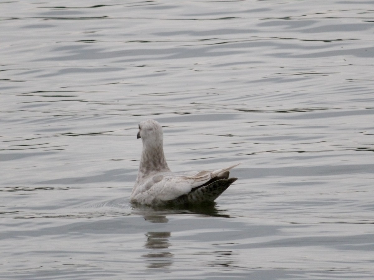 Iceland Gull - ML619942469