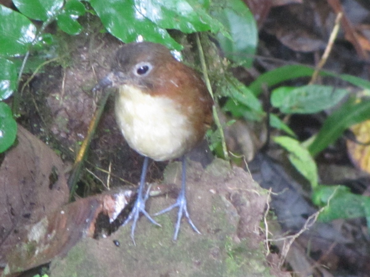 Yellow-breasted Antpitta - ML619942494