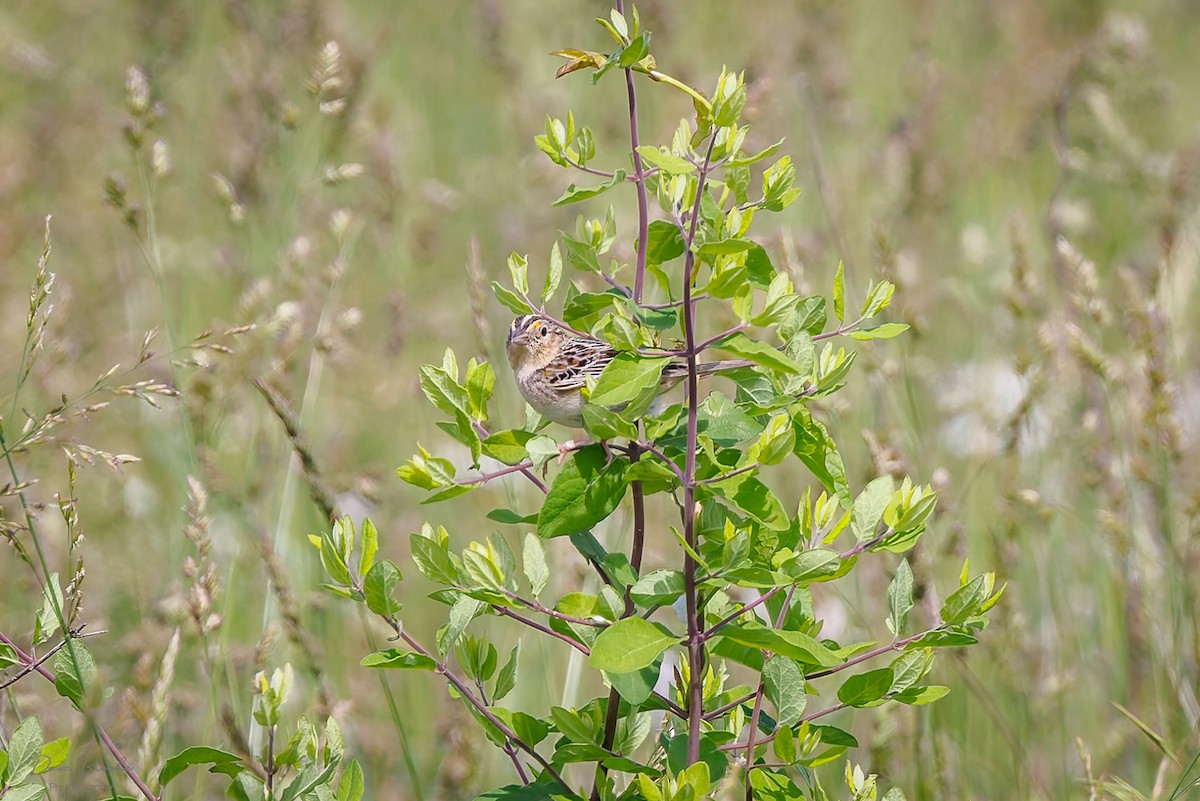 Grasshopper Sparrow - ML619942502