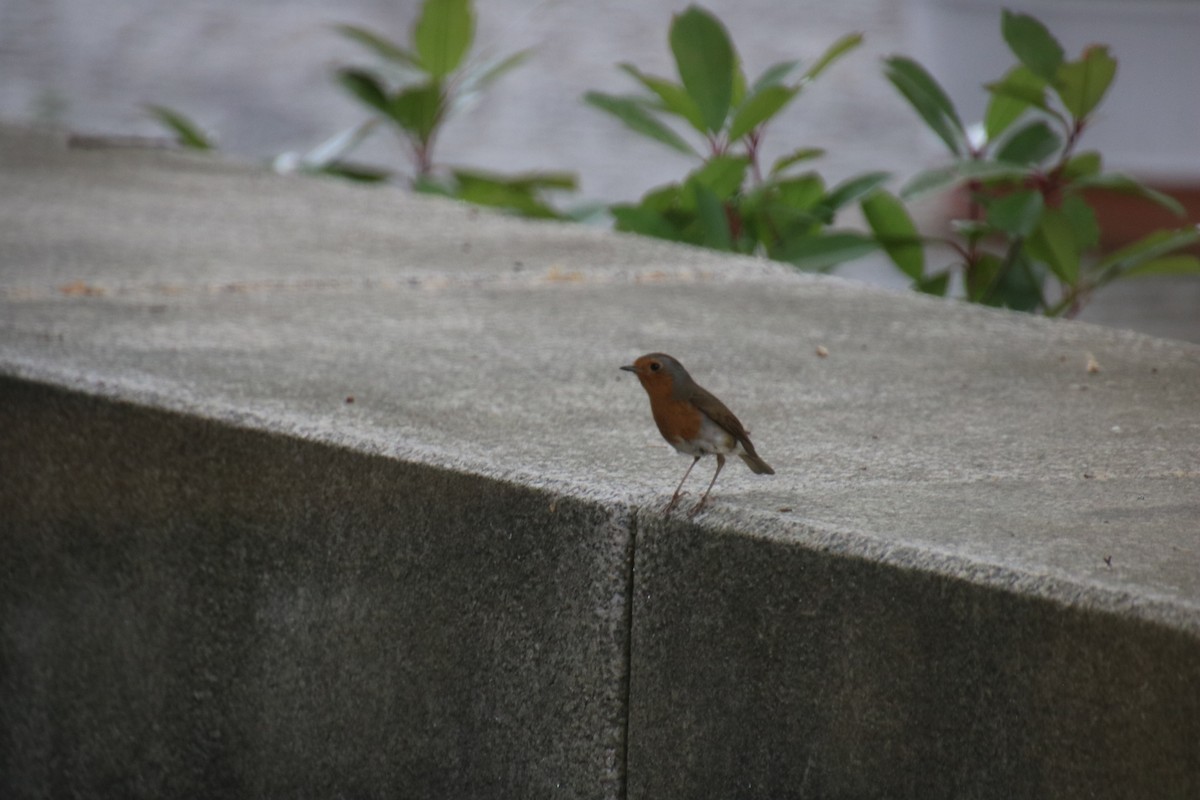 European Robin - ML619942506