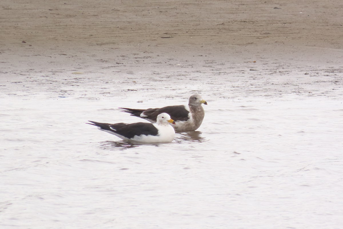 Gaviota Cangrejera - ML619942524