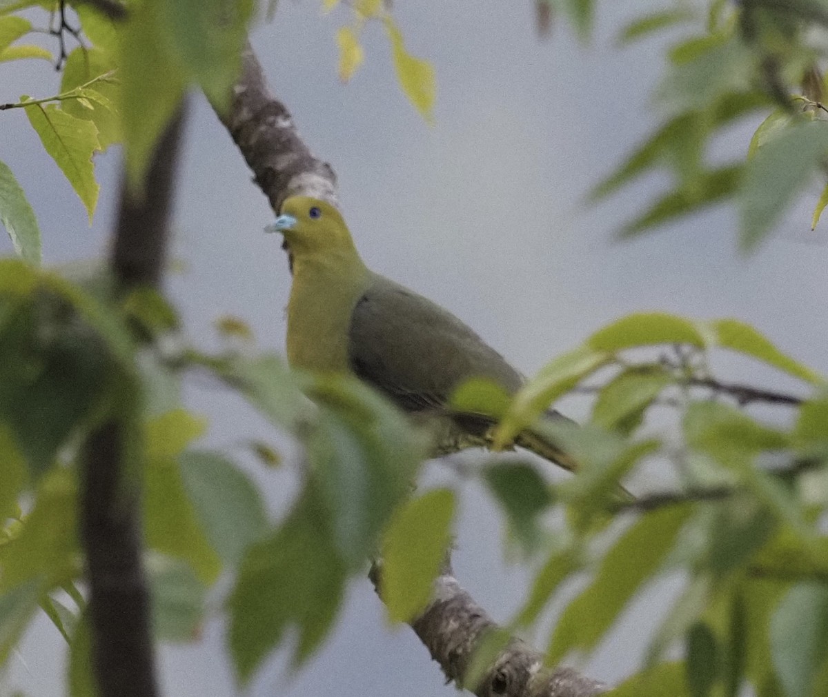 Wedge-tailed Green-Pigeon - ML619942527