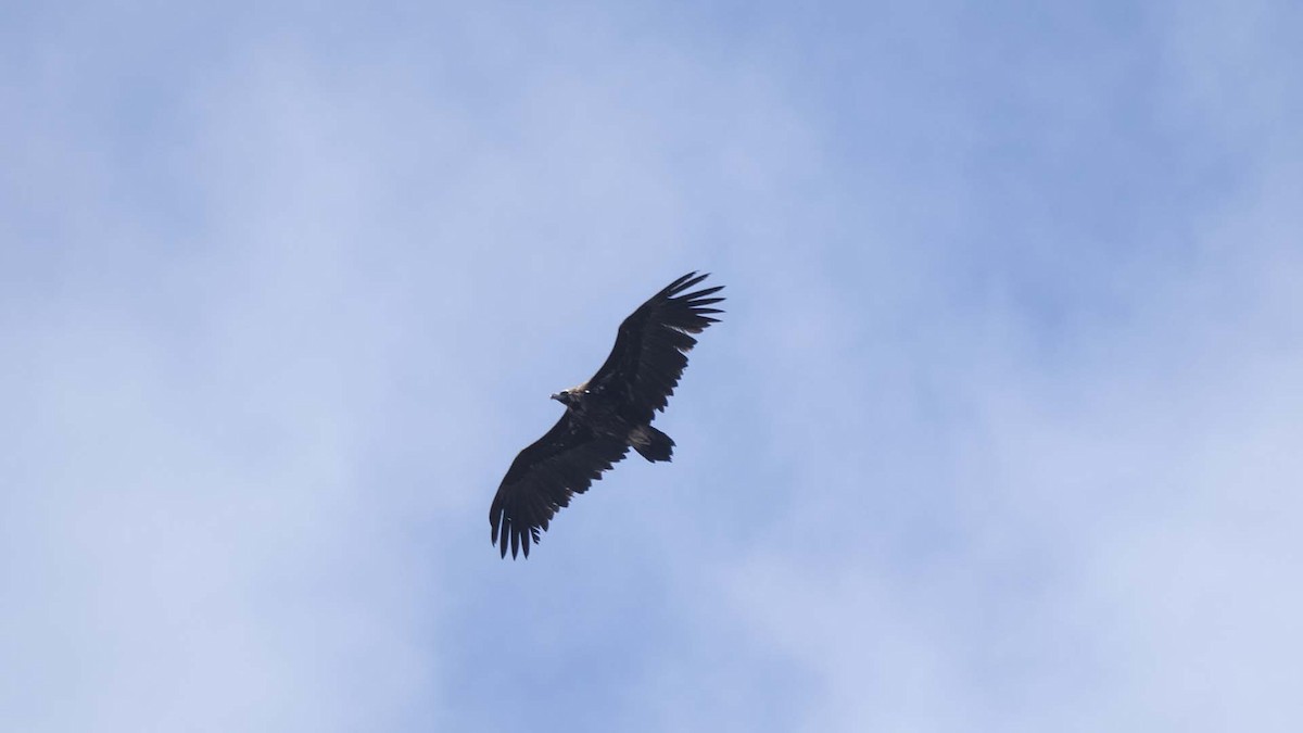 Cinereous Vulture - ML619942536