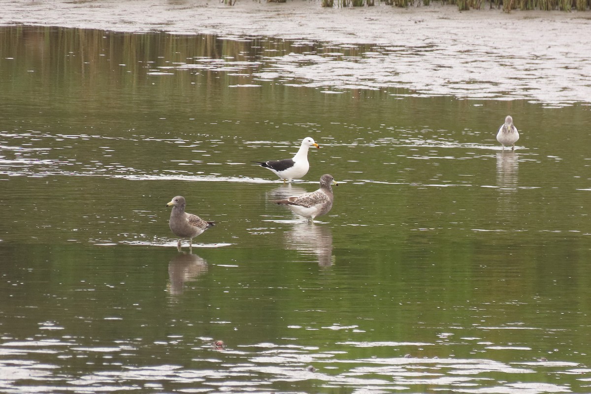 Gaviota Cangrejera - ML619942538