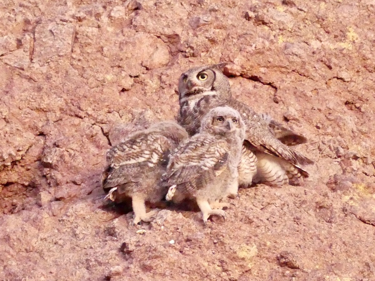 Great Horned Owl - ML619942554