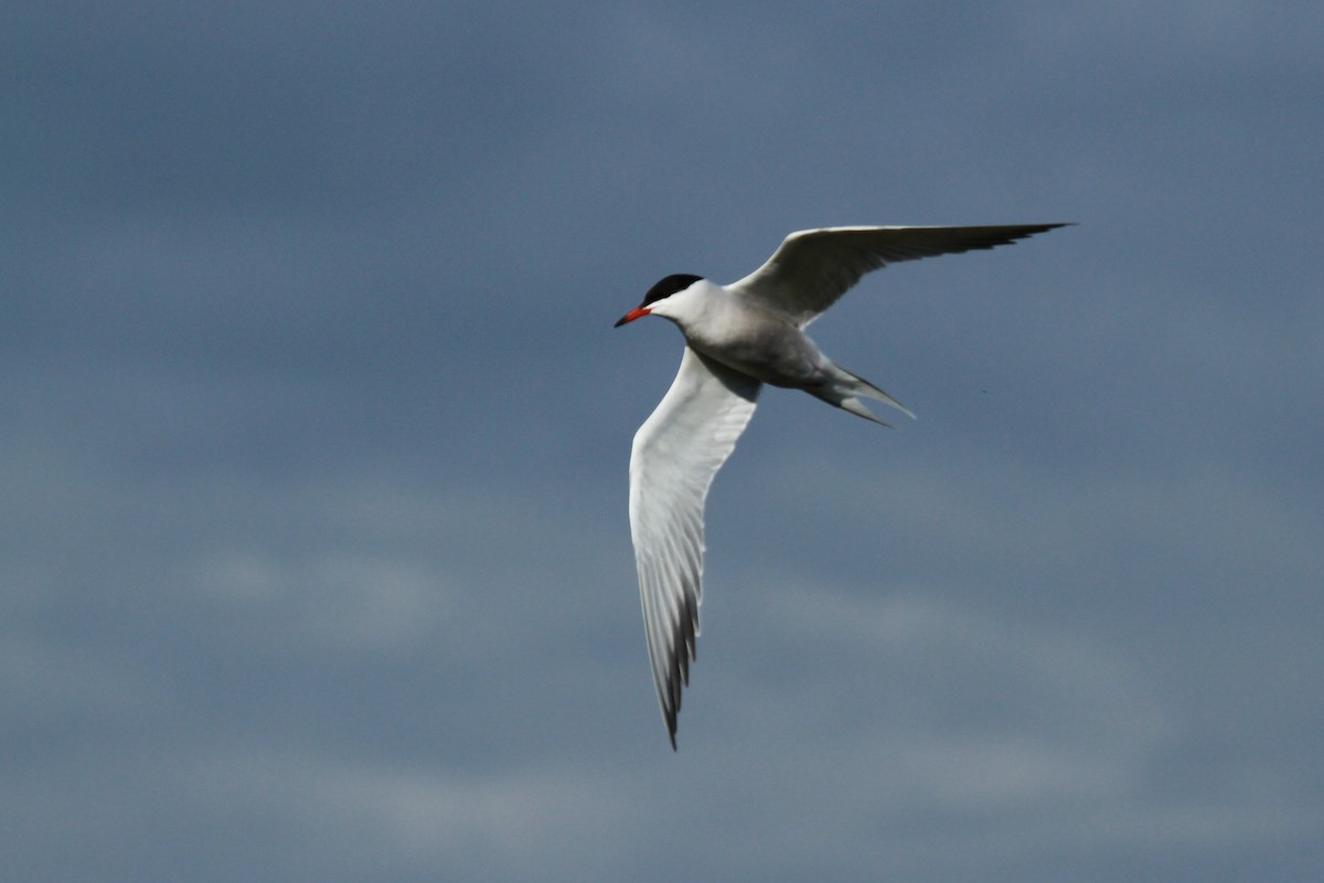 Common Tern - ML619942576