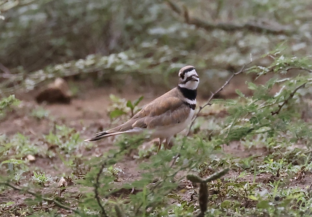 Killdeer - ML619942581