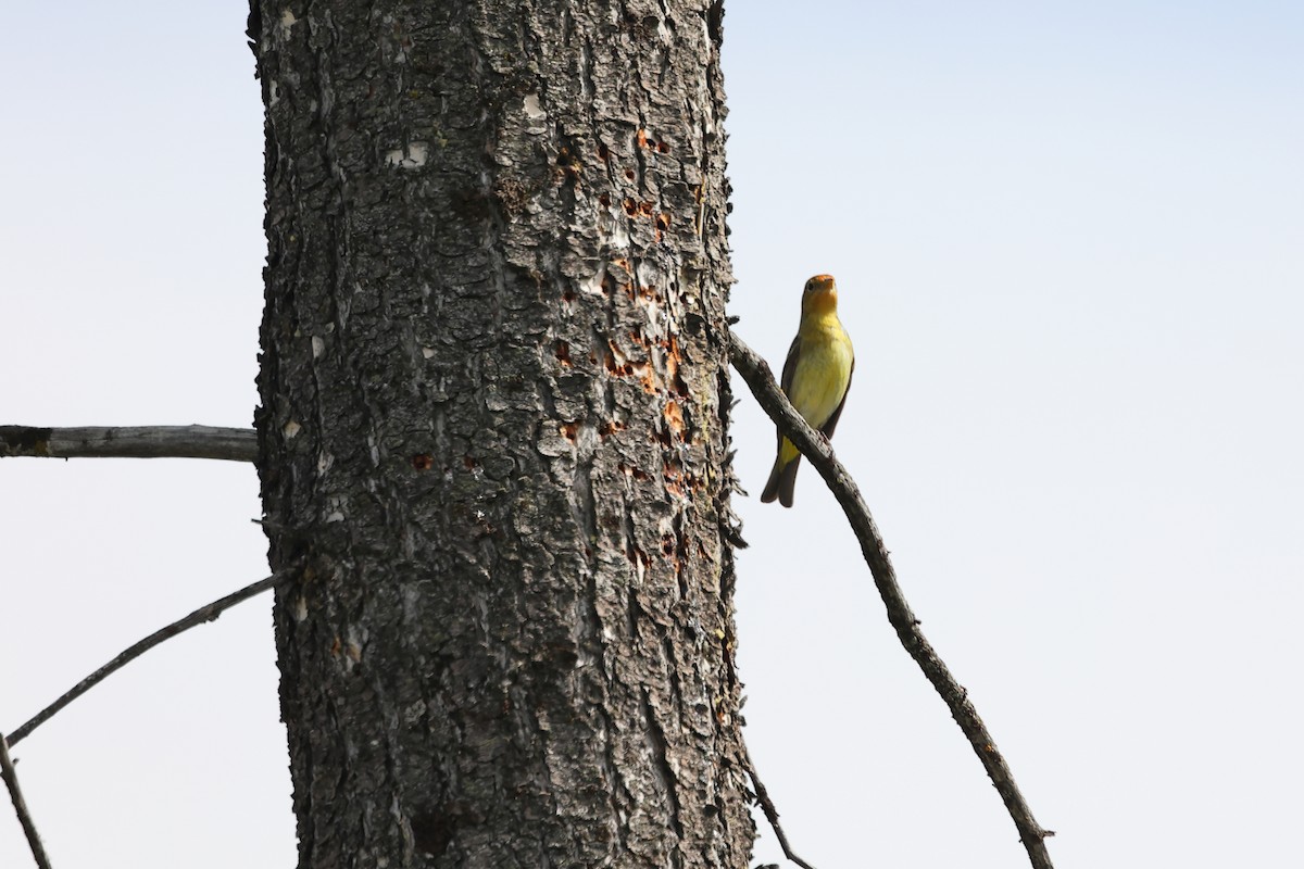 Western Tanager - ML619942598