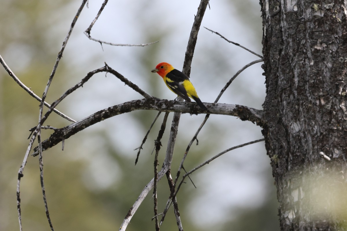 Western Tanager - ML619942599