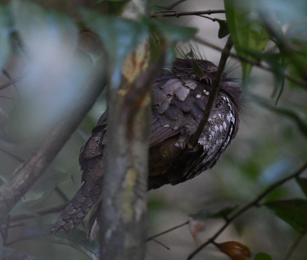 Sri Lanka Frogmouth - ML619942600