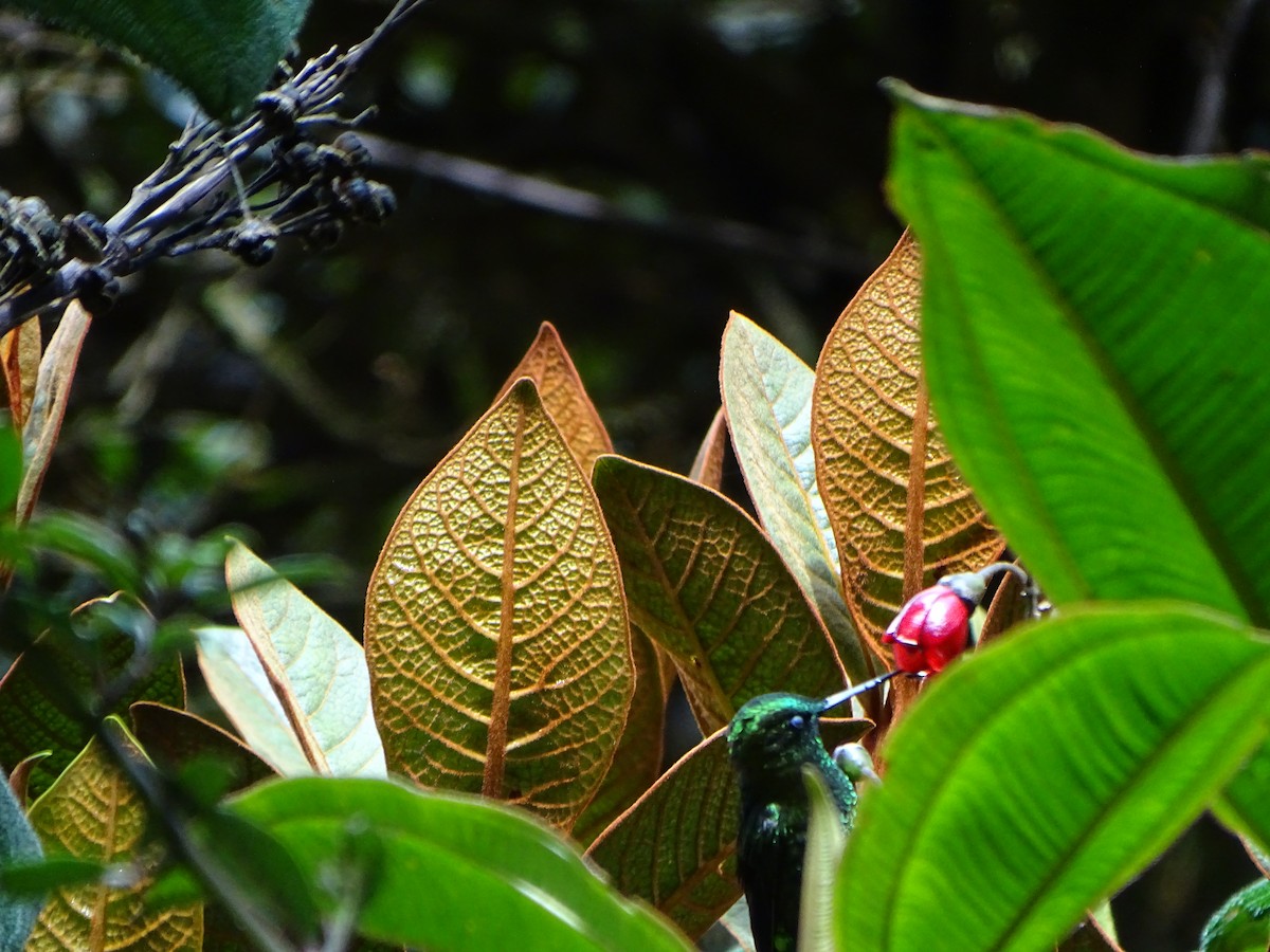 Black-thighed Puffleg - ML619942604