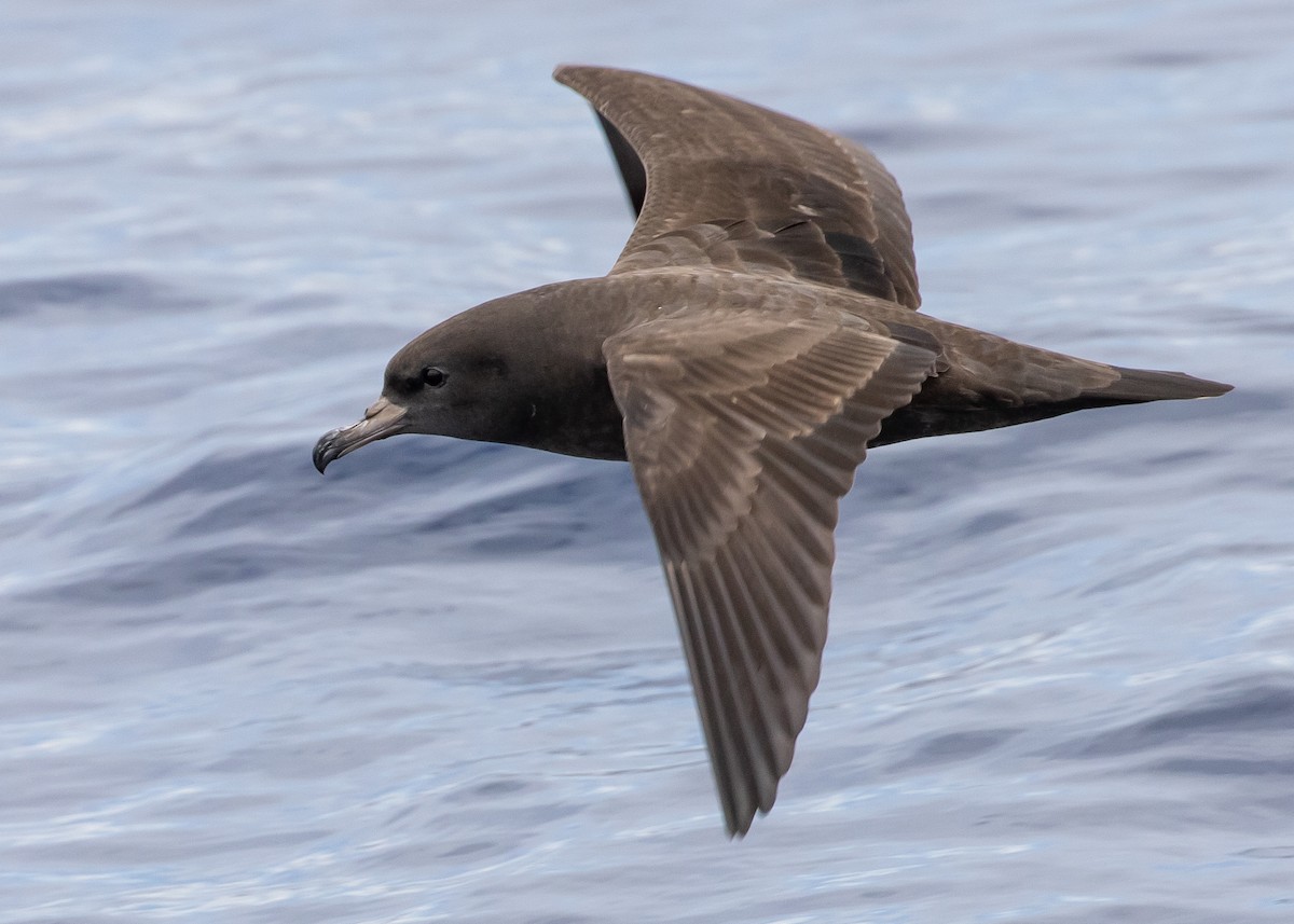 Flesh-footed Shearwater - ML619942612