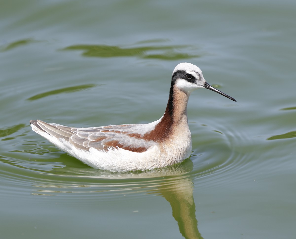 Wilson's Phalarope - Michael Harvey