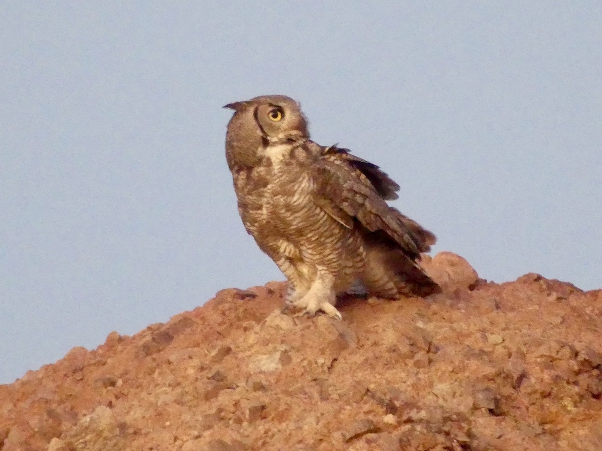 Great Horned Owl - ML619942627
