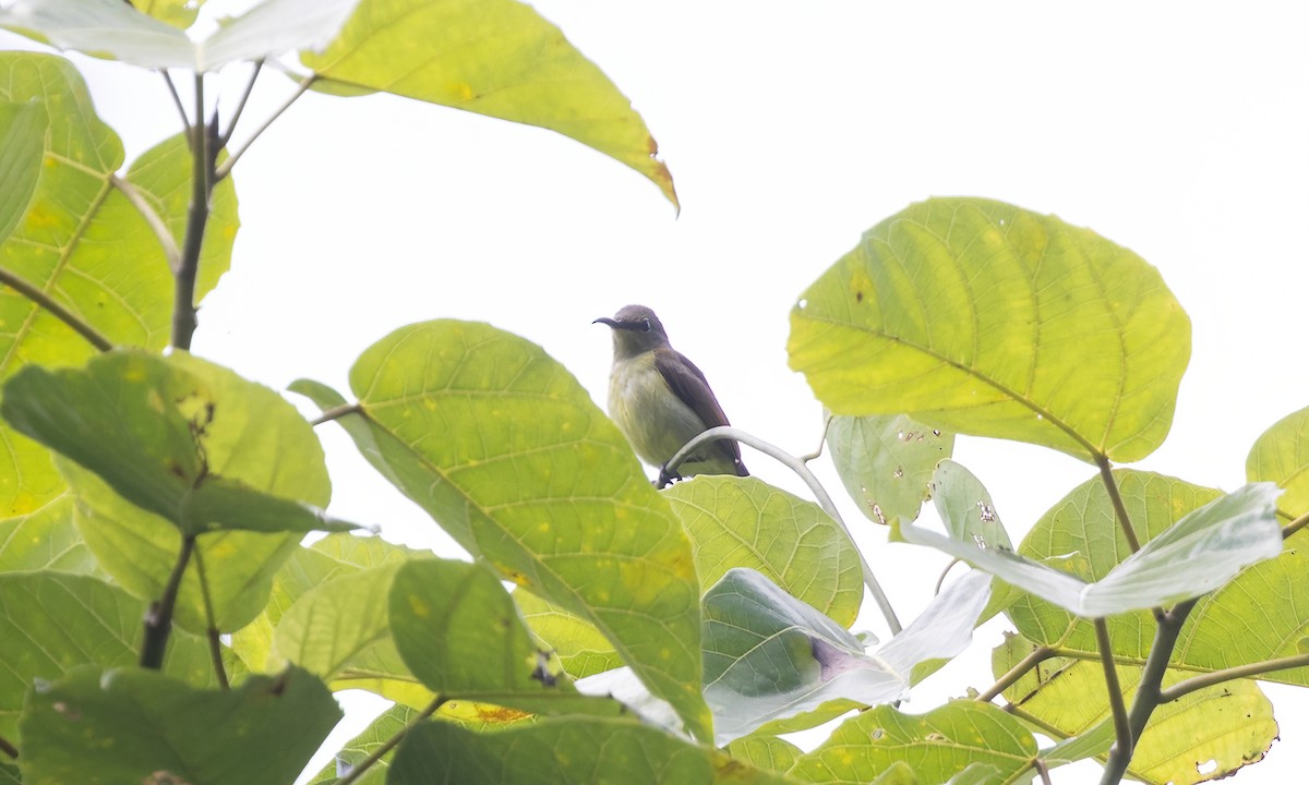 Metallic-winged Sunbird - ML619942634