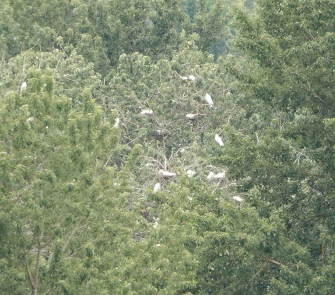 Great Egret - ML619942652