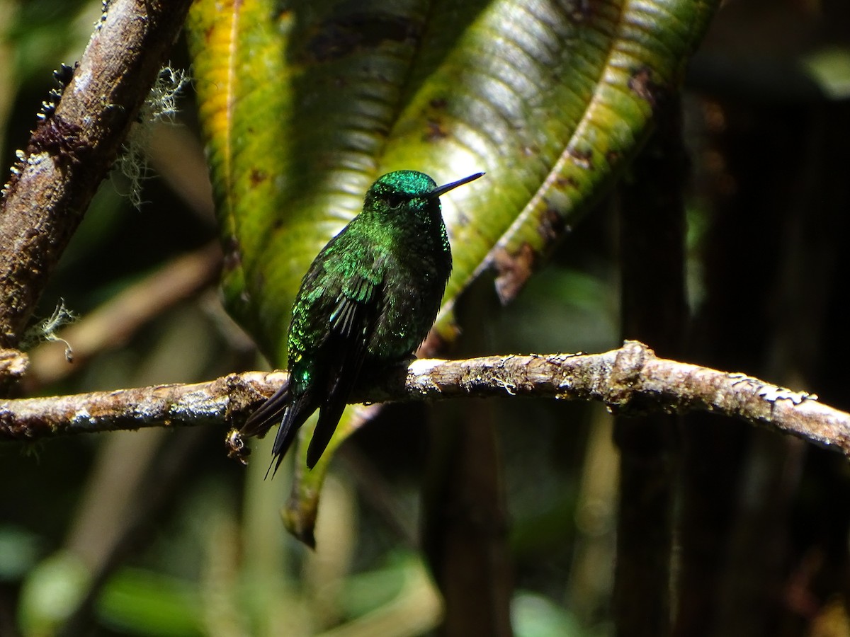 Black-thighed Puffleg - ML619942661